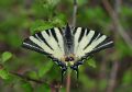 Iphiclides podalirius